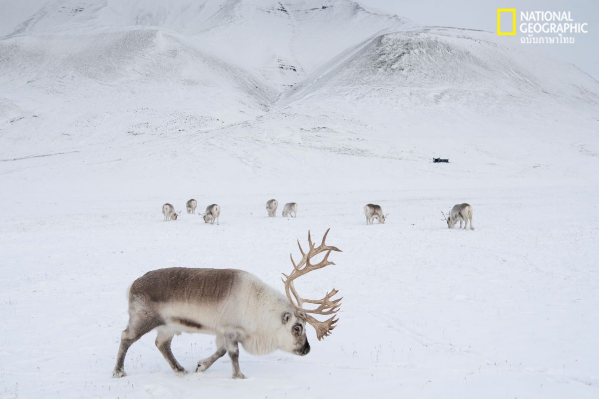 กวางเรนเดียร์สฟาลบาร์, สฟาลบาร์