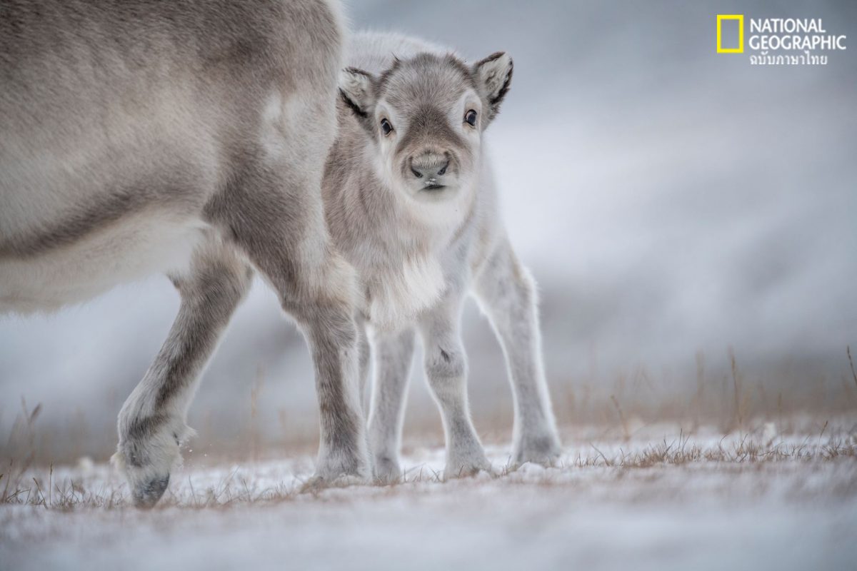 สฟาลบาร์, ลูกกวาง