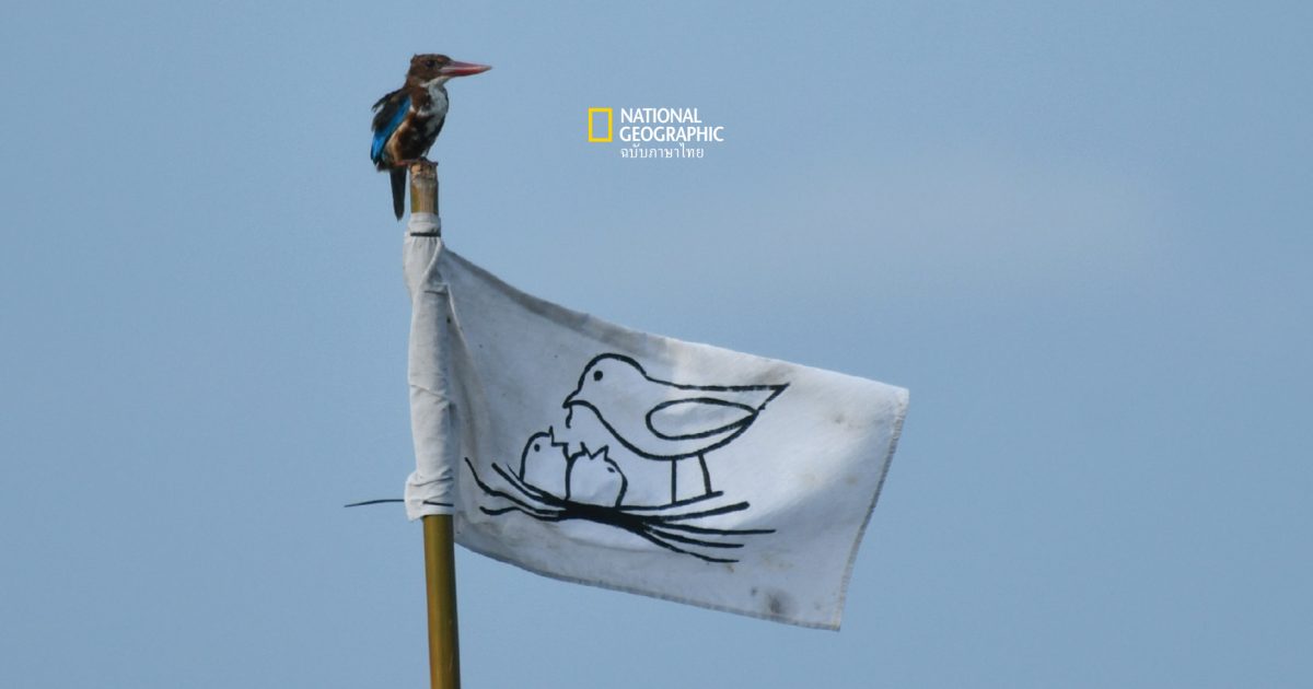 ธงรังนก ผืนผ้าปกป้องรังนกในทุ่งบัวแดง สัญลักษณ์ใหม่กลางบึงน้ำละหาน จ.ชัยภูมิ