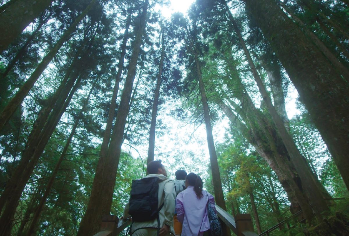 เดินป่า ไต้หวัน อาลีซาน