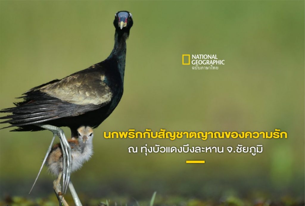 นกน้ำ นกพริก บึงละหาน