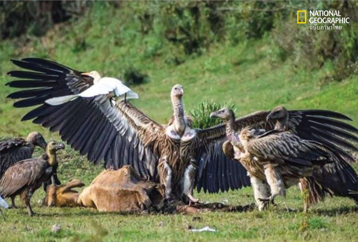 แร้ง vultures wings