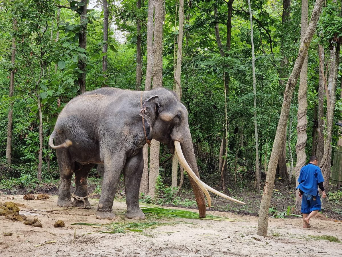 พลายศักดิ์สุรินทร์, ช้างไทย