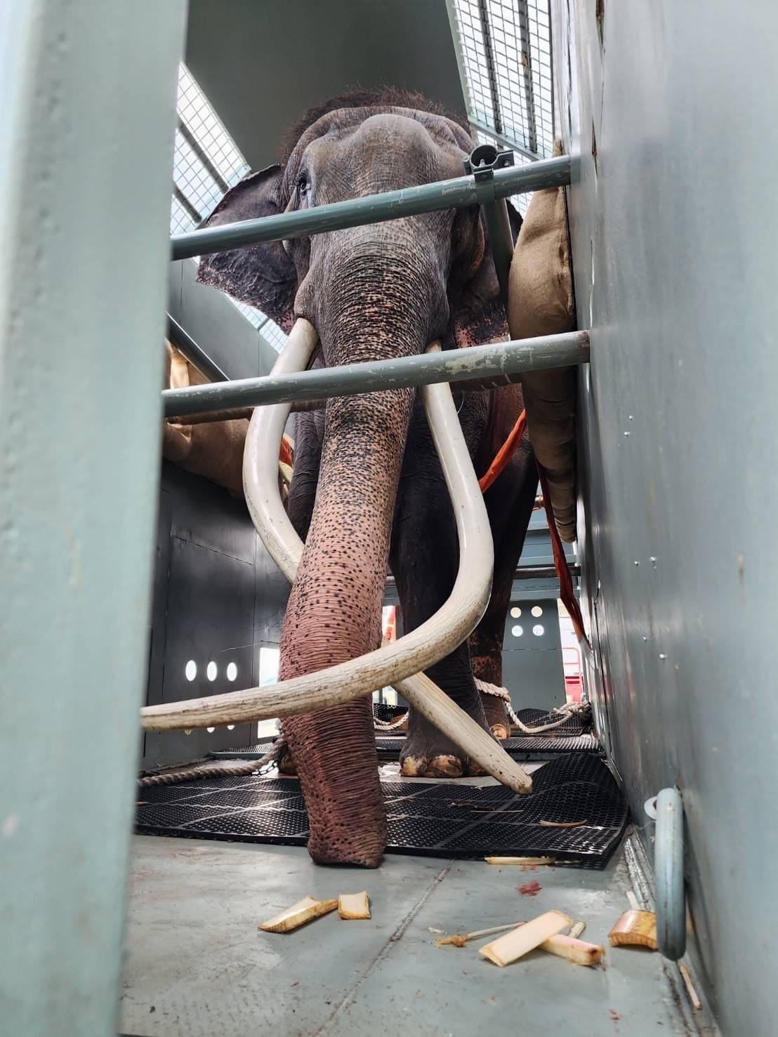 พลายศักดิ์สุรินทร์, ช้างไทย