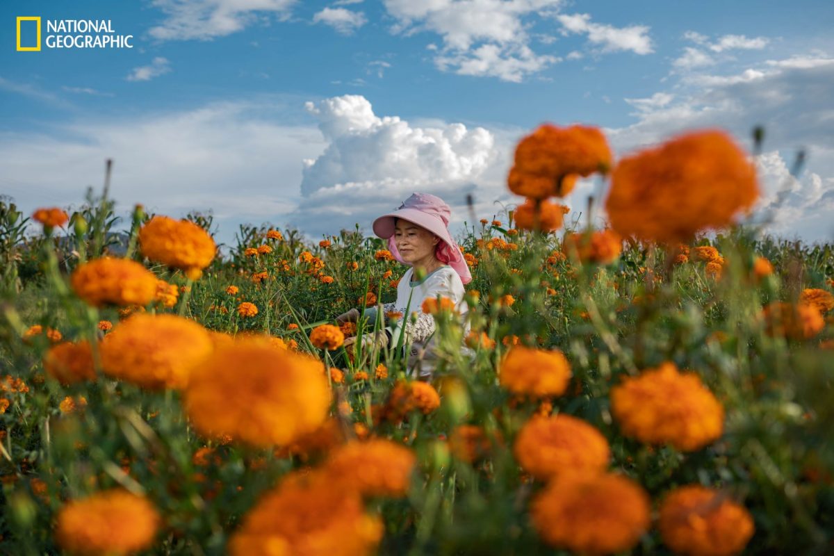 ชีวิตเรียบง่าย, ดอกดาวเรียง, ยูนนาน, จีน