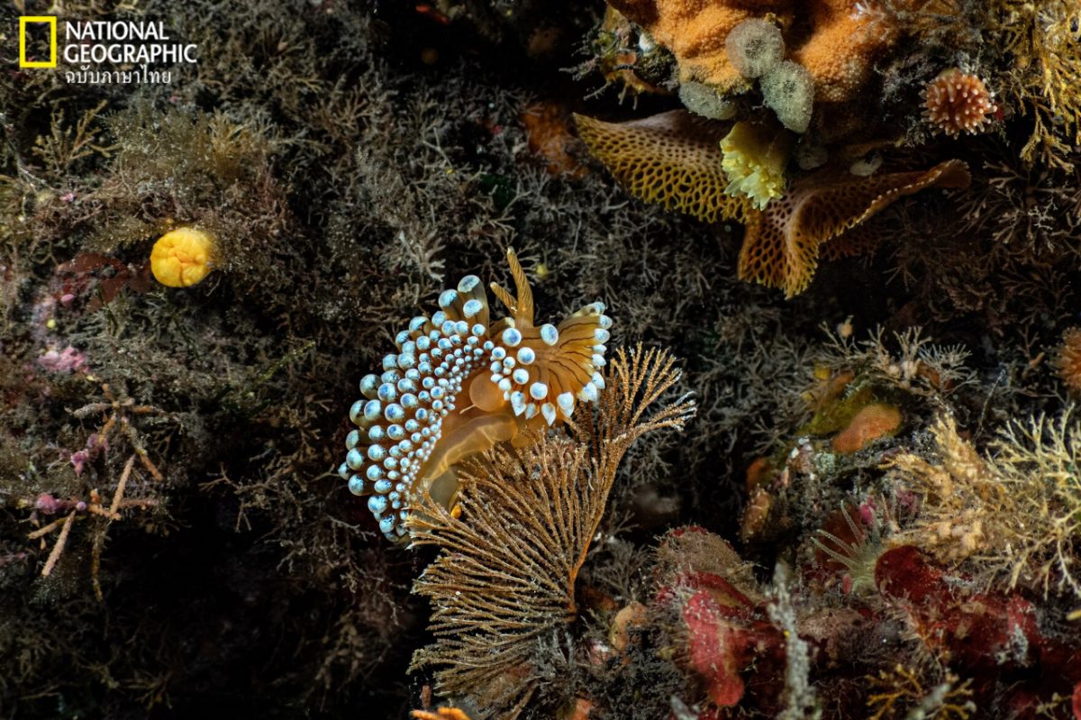 ทากทะเล