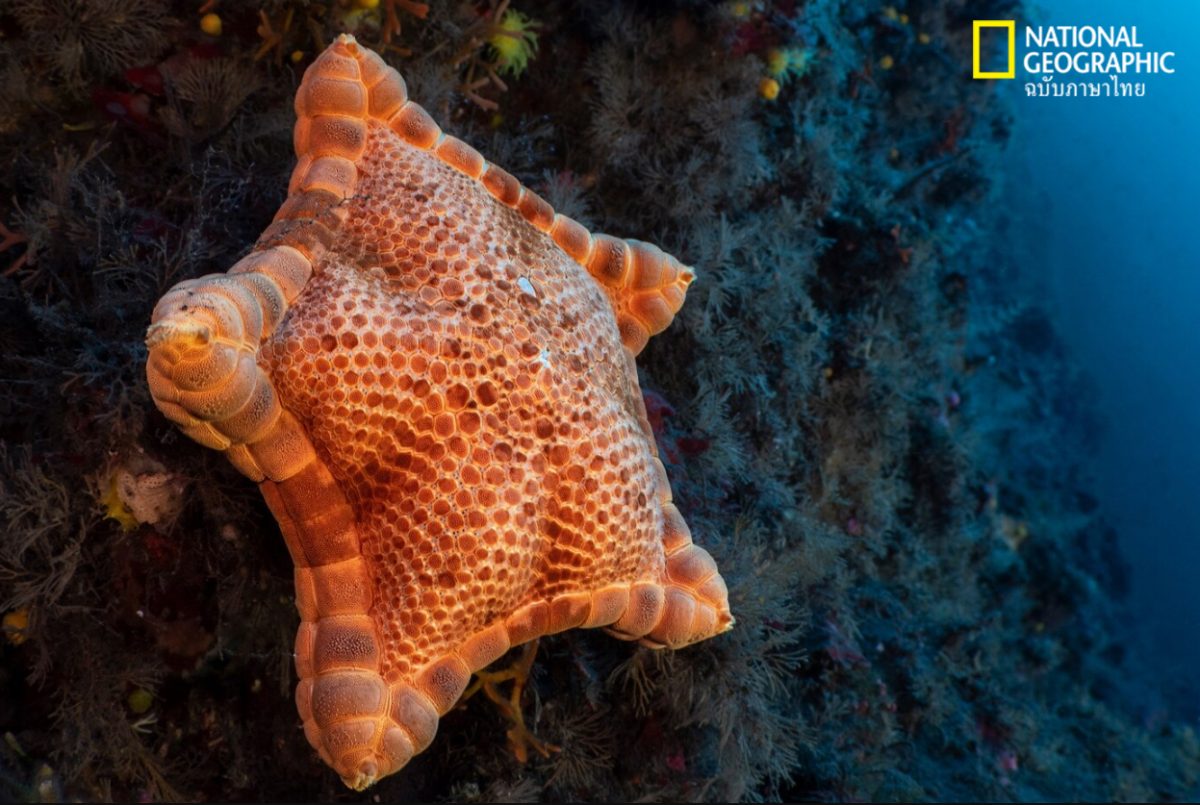 ภูเขาไฟใต้ทะเล, ดาวทะเล