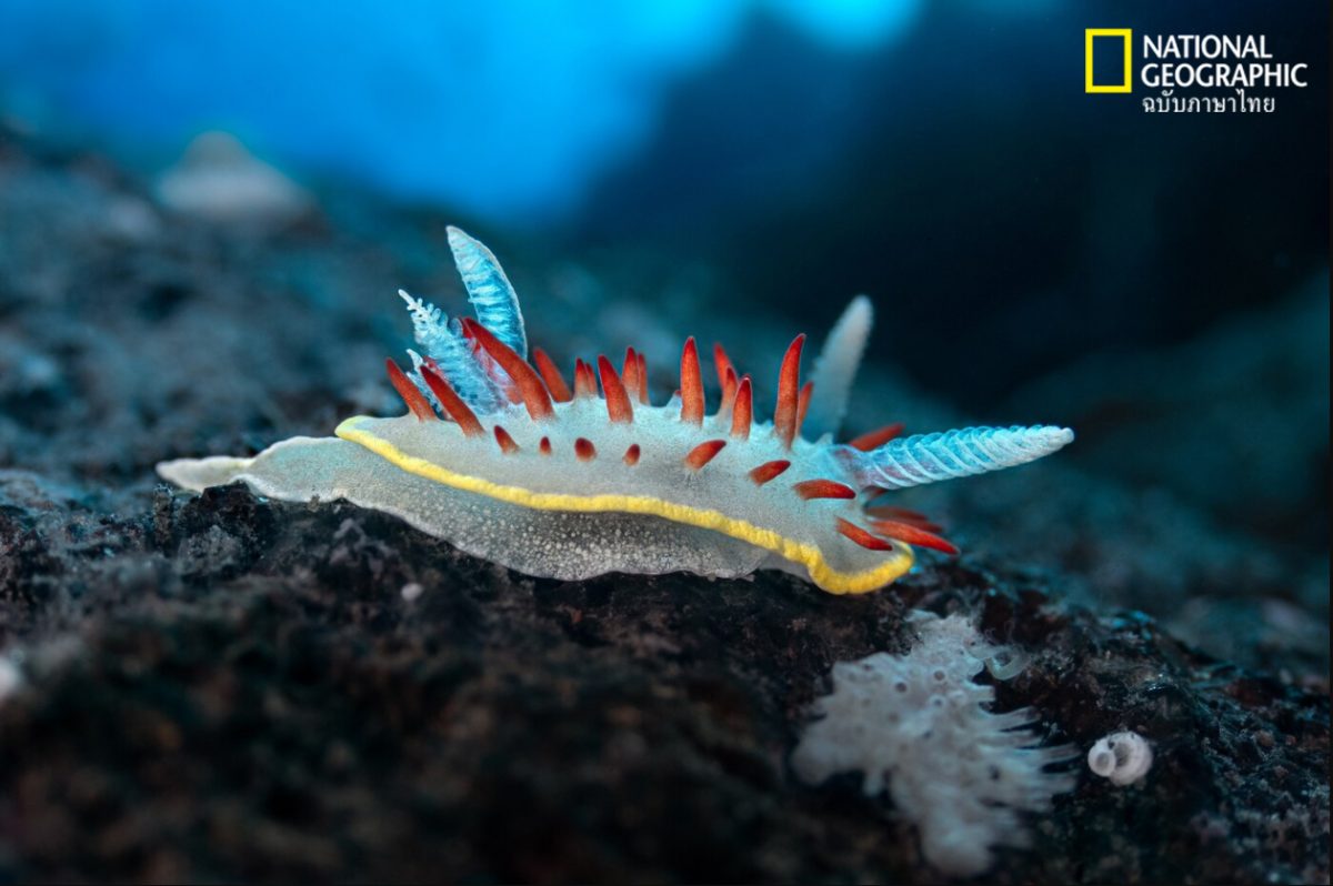 ทากทะเล, ทากทะเลปากแดง, ภูเขาไฟใต้ทะเล