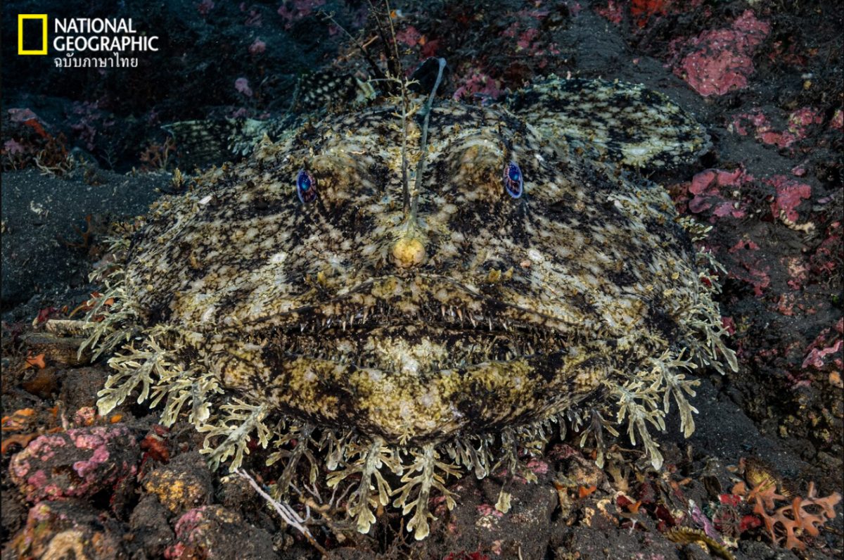 ปลาตกเบ็ดกินเนื้อ