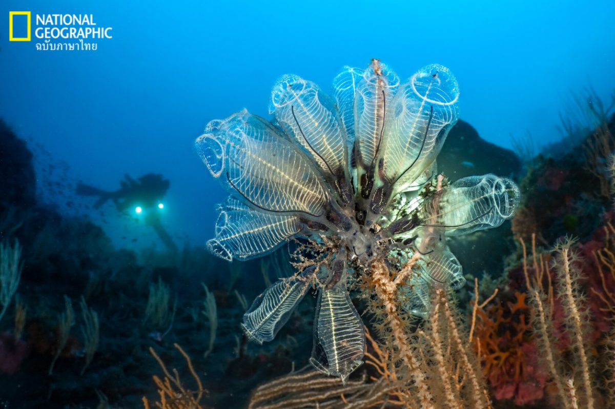 ภูเขาไฟใต้ทะเล