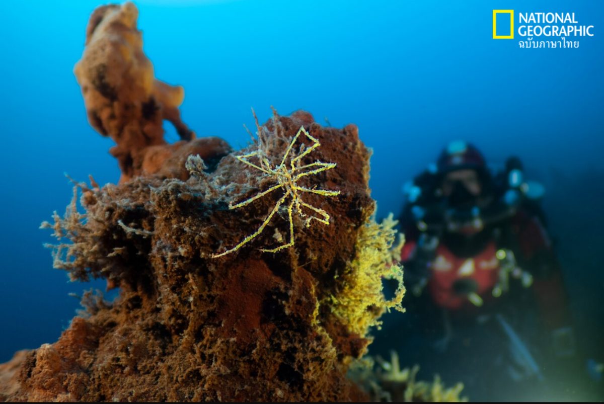 แมงมุมทะเล