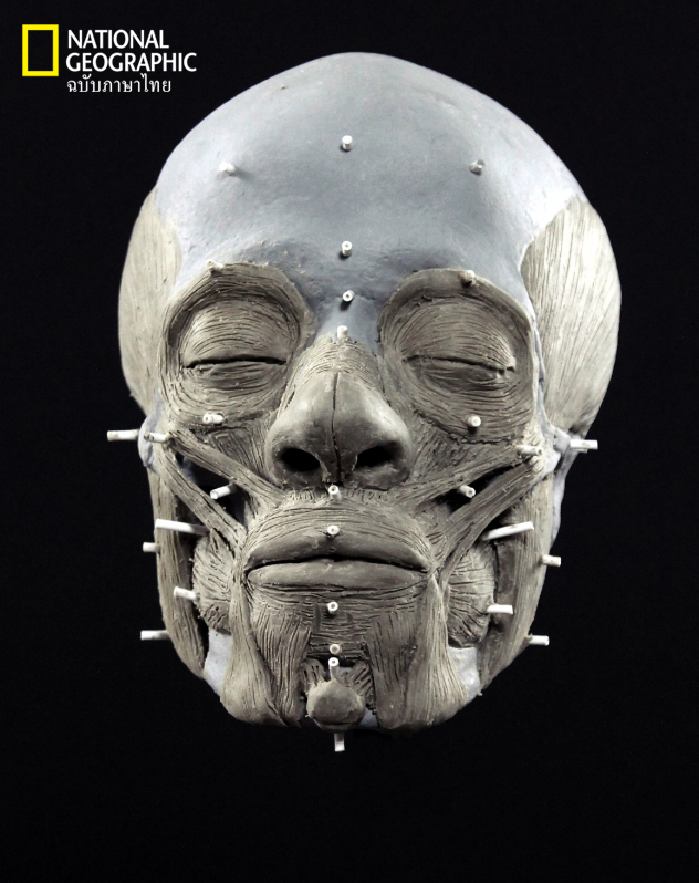 กะโหลก, ใบหน้าใหม่