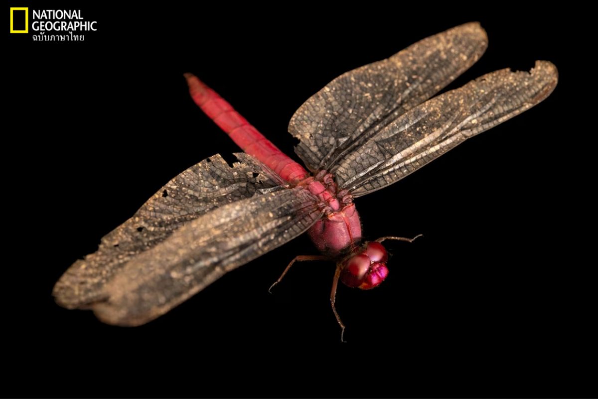 แมลงปอ, carmine