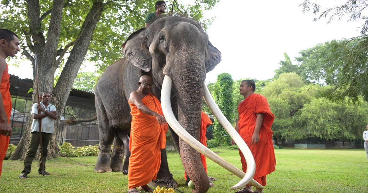 พลายศักดิ์สุรินทร์ ชีวิต ช้างไทย ในกำมือ “คนต่างแดน” ช้างทูตสันถวไมตรีมีเท่าไหร่