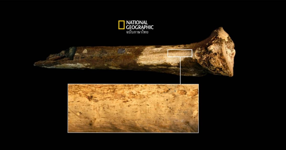 มนุษย์กินคน ? นักโบราณคดีพบร่องรอยบนกระดูกของมนุษย์โบราณอายุ 1.45 ล้านปีที่ถูกกินโดยมนุษย์โบราณ