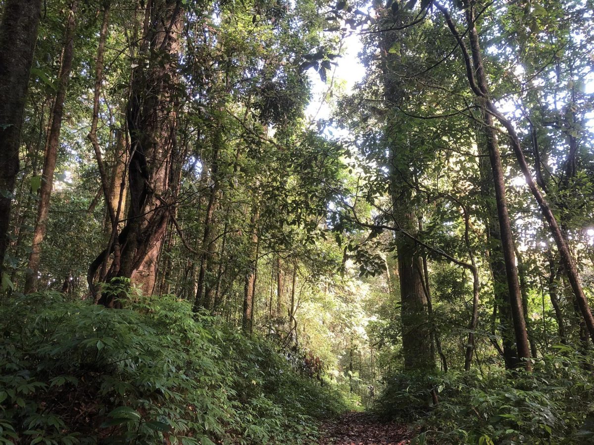 ไพรสาร, เสียงธรรมชาติ