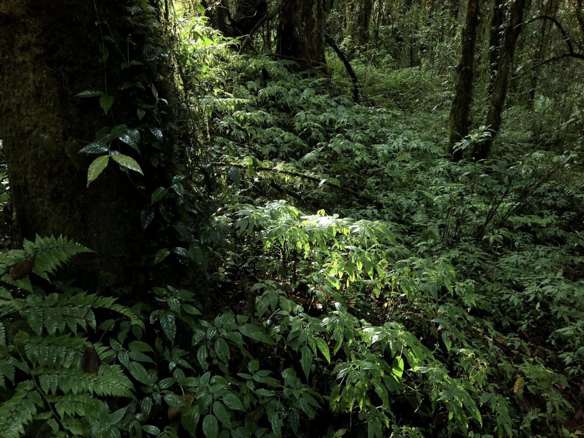ไพรสาร, เสียงธรรมชาติ