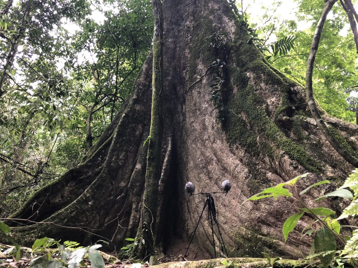ไพรสาร, เสียงธรรมชาติ