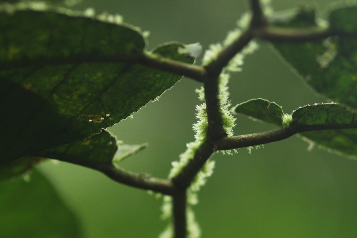 ไพรสาร, เสียงธรรมชาติ