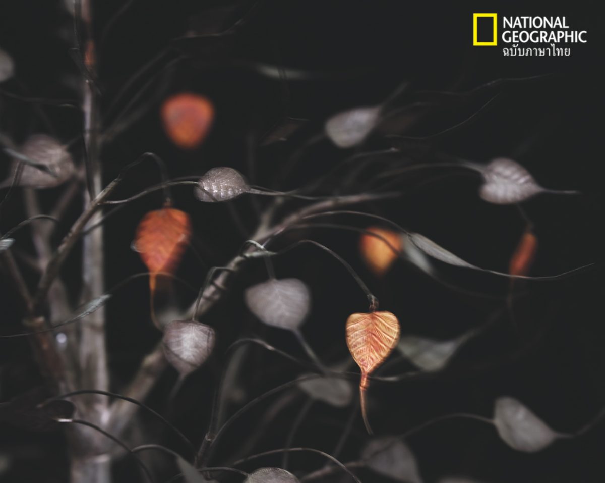 ต้นโพธิ์เงิน