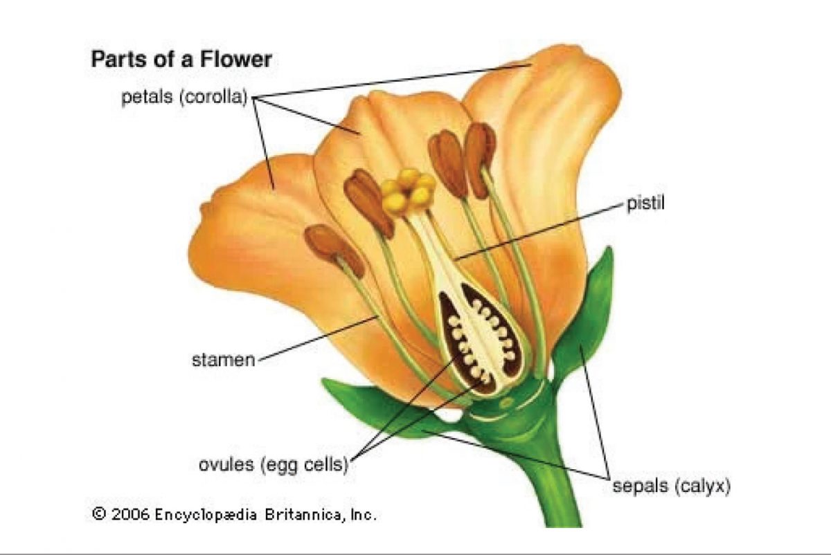 โครงสร้างของดอกไม้