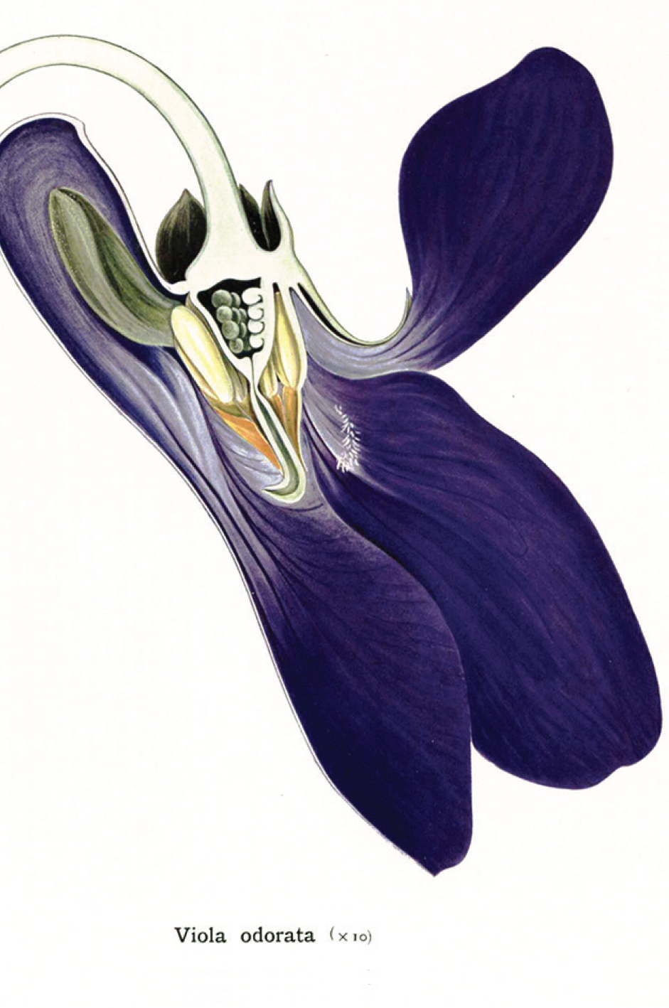 ภาพวาดโครงสร้างของดอกไม้ โดย Arthur Harry Church