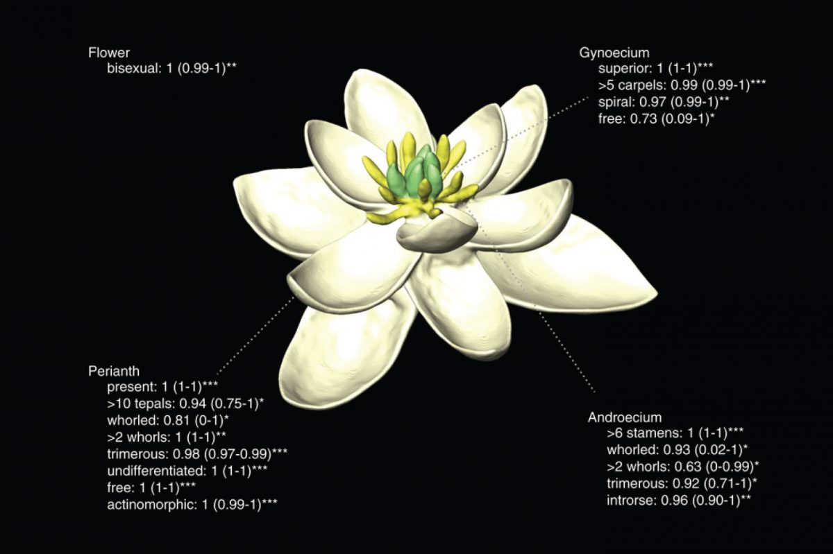 โครงสร้างของดอกไม้