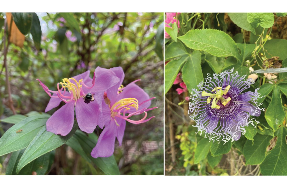 ดอกไม้สีม่วง ดอกโคลงเคลง ดอกสร้อยฟ้า