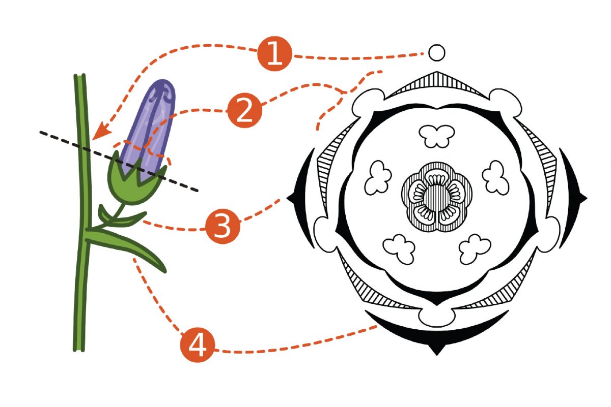 โครงสร้างของดอกไม้