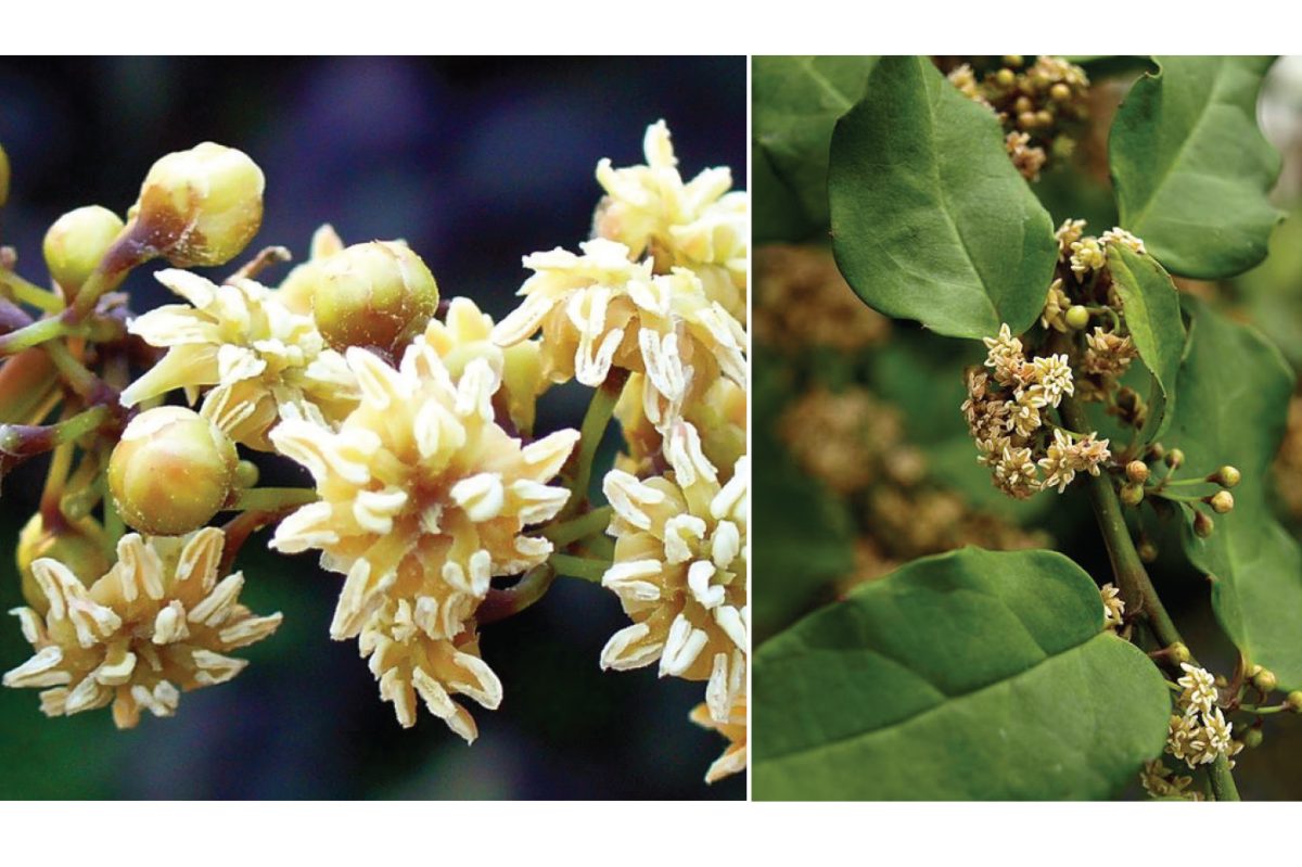 โครงสร้างของดอกไม้ Amborella trichopoda