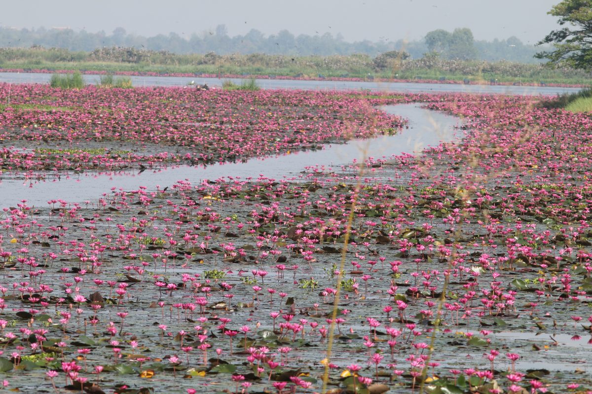 ไพรสาร, เสียงธรรมชาติ