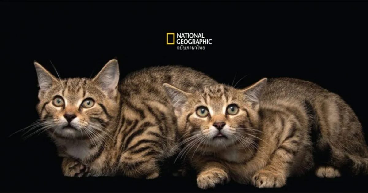 แมวบ้าน แมวเลี้ยง หรือ แมวป่า? สิ่งมีชีวิตขนปุยที่นอนอยู่อย่างขี้เกียจบนโซฟาของคุณเป็นแมวป่ารึเปล่า? และทั้งสองกลุ่มนี้แตกต่างกันอย่างไร?