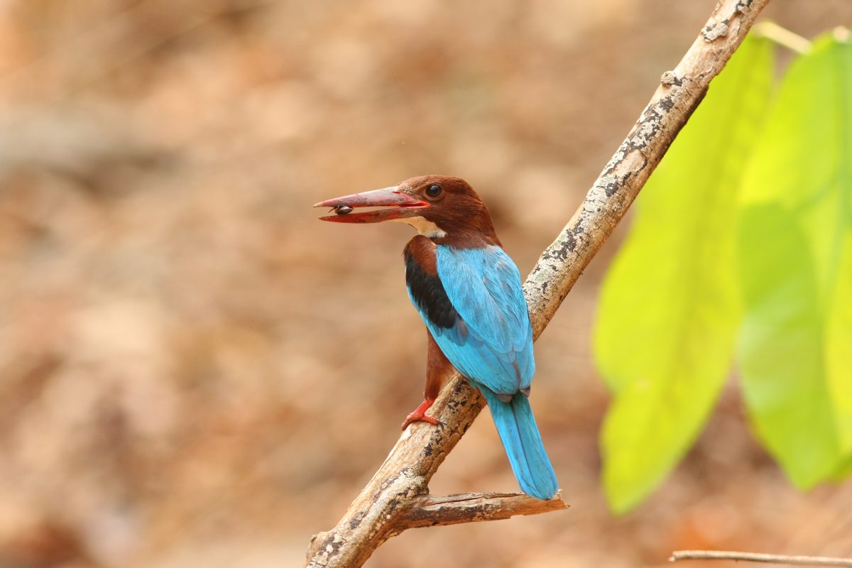 ไพรสาร, เสียงธรรมชาติ