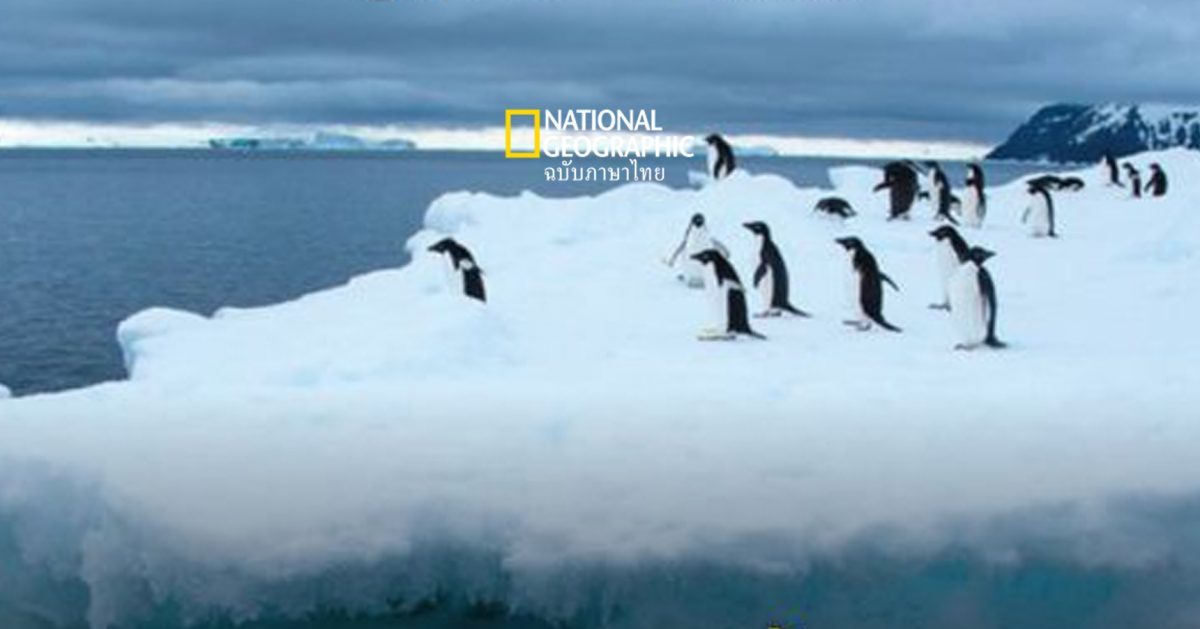 ลูกเพนกวิน นับ 10,000 ตัว อาจตายหมดแล้ว ผลจากน้ำแข็งละลายได้กวาดล้าง “บ้าน” จนจมน้ำตาย- หรือถ้ารอด พวกมันก็ต้องหนาวตายอยู่ดี