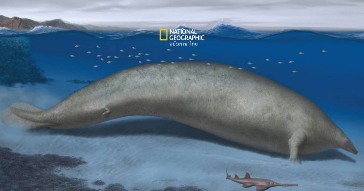 วาฬสีน้ำเงิน อาจไม่ใช่สัตว์ที่ใหญ่ที่สุดอีกต่อไป! พบกระดูกฟอสซิลอายุ 37 ล้านปีที่มีหนัก 300 ตัน คาด! อาจเป็นสัตว์หนักที่สุดเท่าที่เคยมีมา