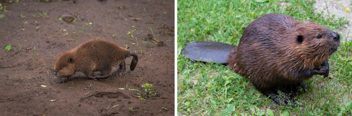 บีเวอร์