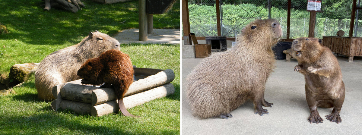 บีเวอร์