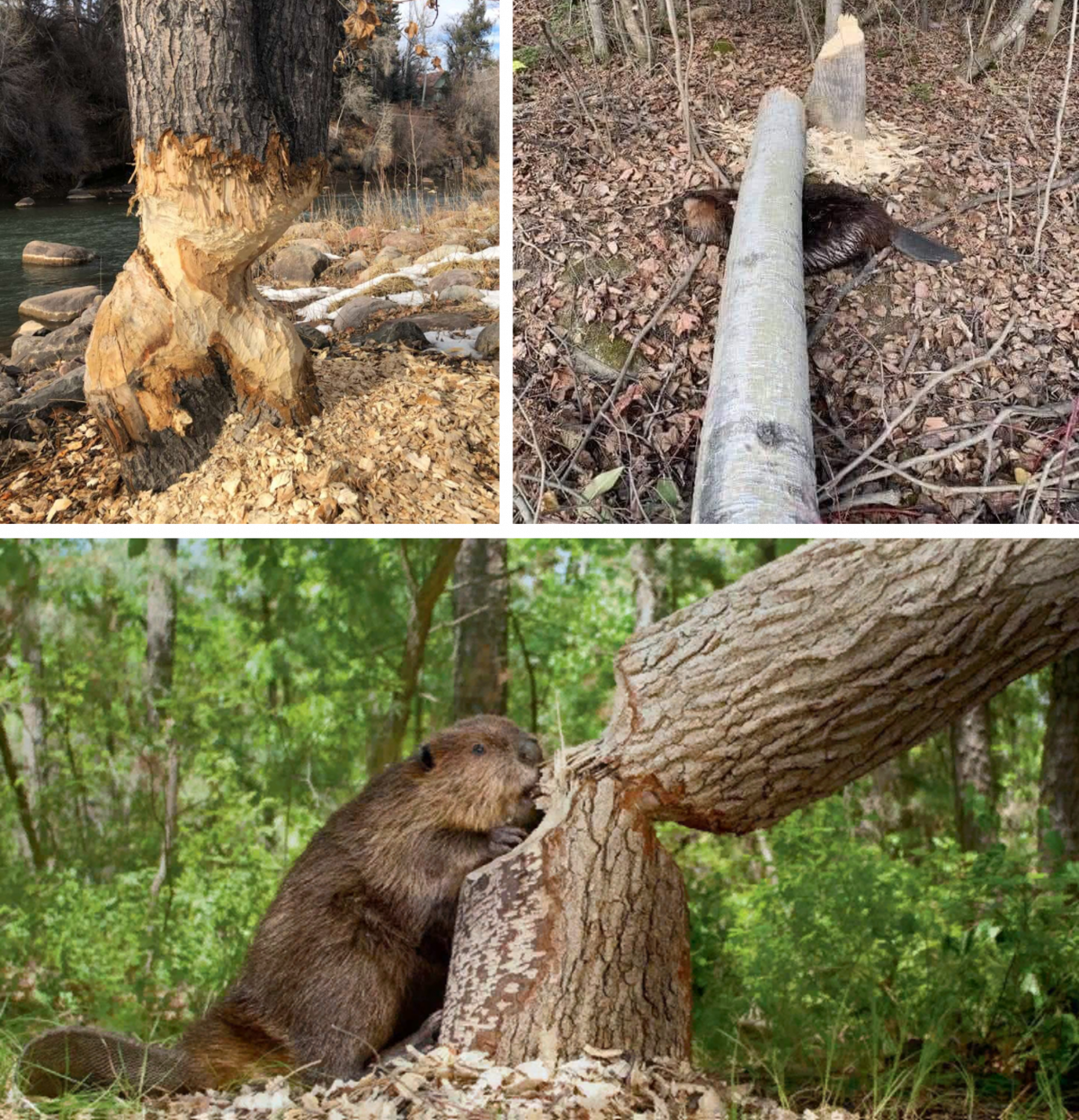 บีเวอร์