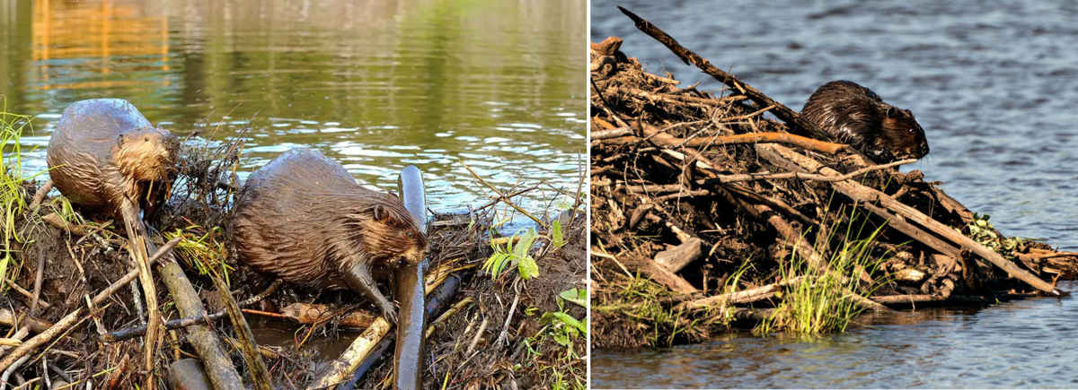 บีเวอร์