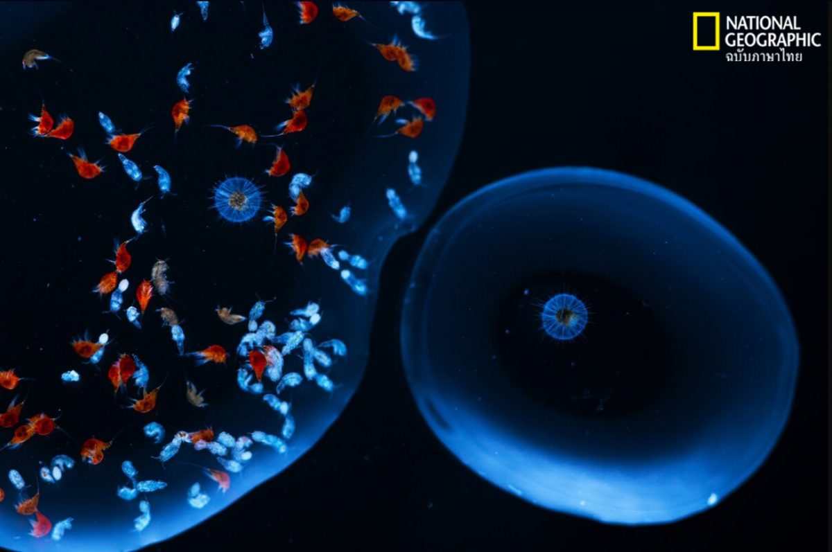 ฟีโอดาเรีย, สิ่งมีชีวิตขนาดเล็ก