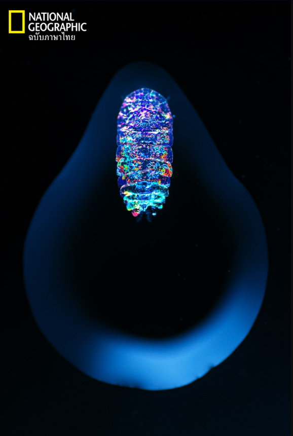 แซปไฟร์ทะเล, สิ่งมีชีวิตขนาดเล็ก