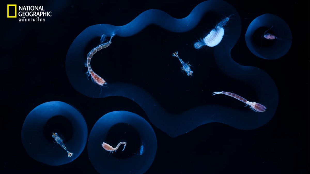 แพลงก์ตอน, สิ่งมีชีวิตขนาดเล็ก