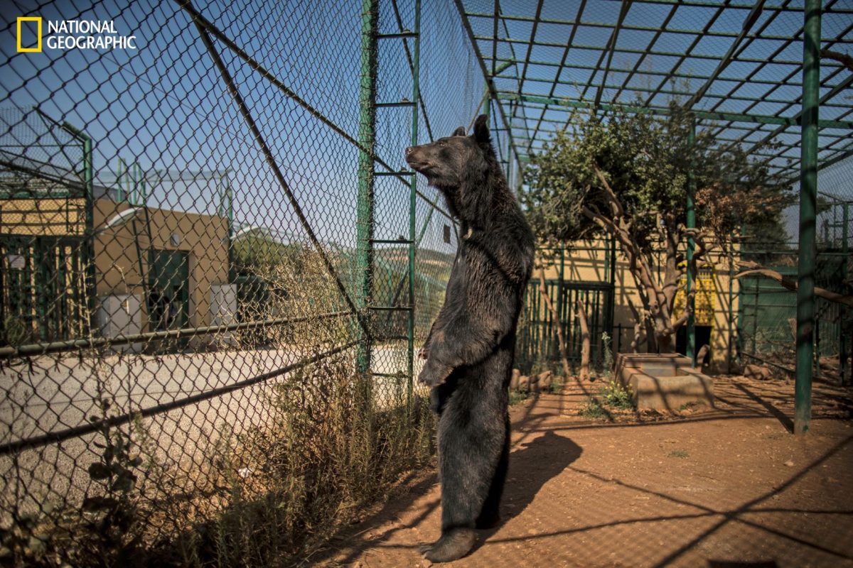 ผู้ลี้ภัย, หมีดำ, หมีดำเอเชีย