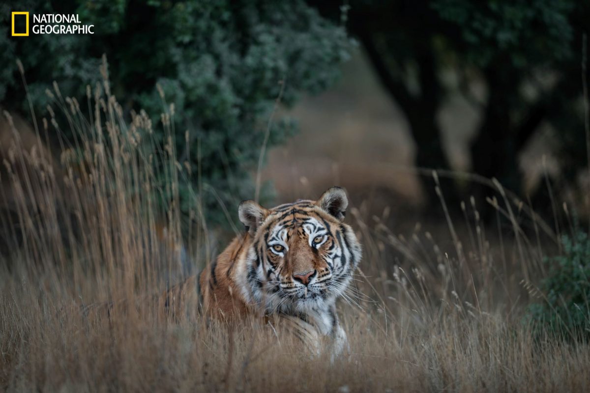 เสือโคร่ง, เสือโคร่งเบงกอล, ผู้ลี้ภัย