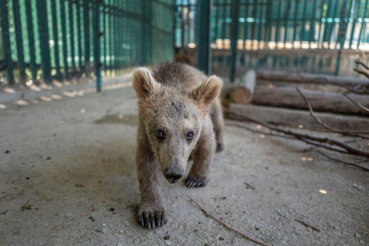 หมีสีน้ำตาล, หมี, ผู้ลี้ภัย