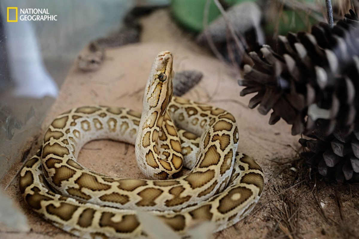 งูหลามเผือก, ผู้ลี้ภัย