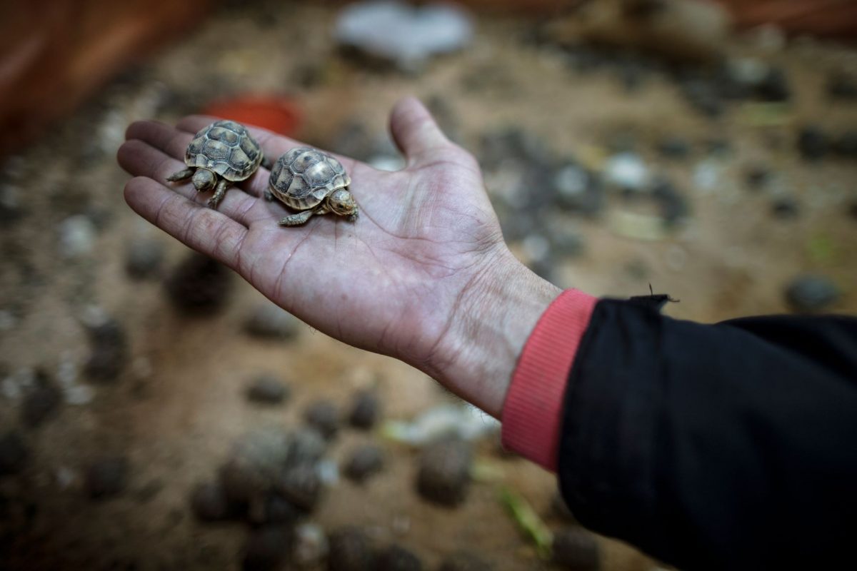 เต่าบกกรีก, เต่าบก, ผู้ลี้ภัย