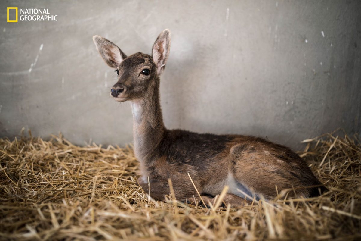 กวางแฟลโลว์, กวาง, ผู้ลี้ภัย