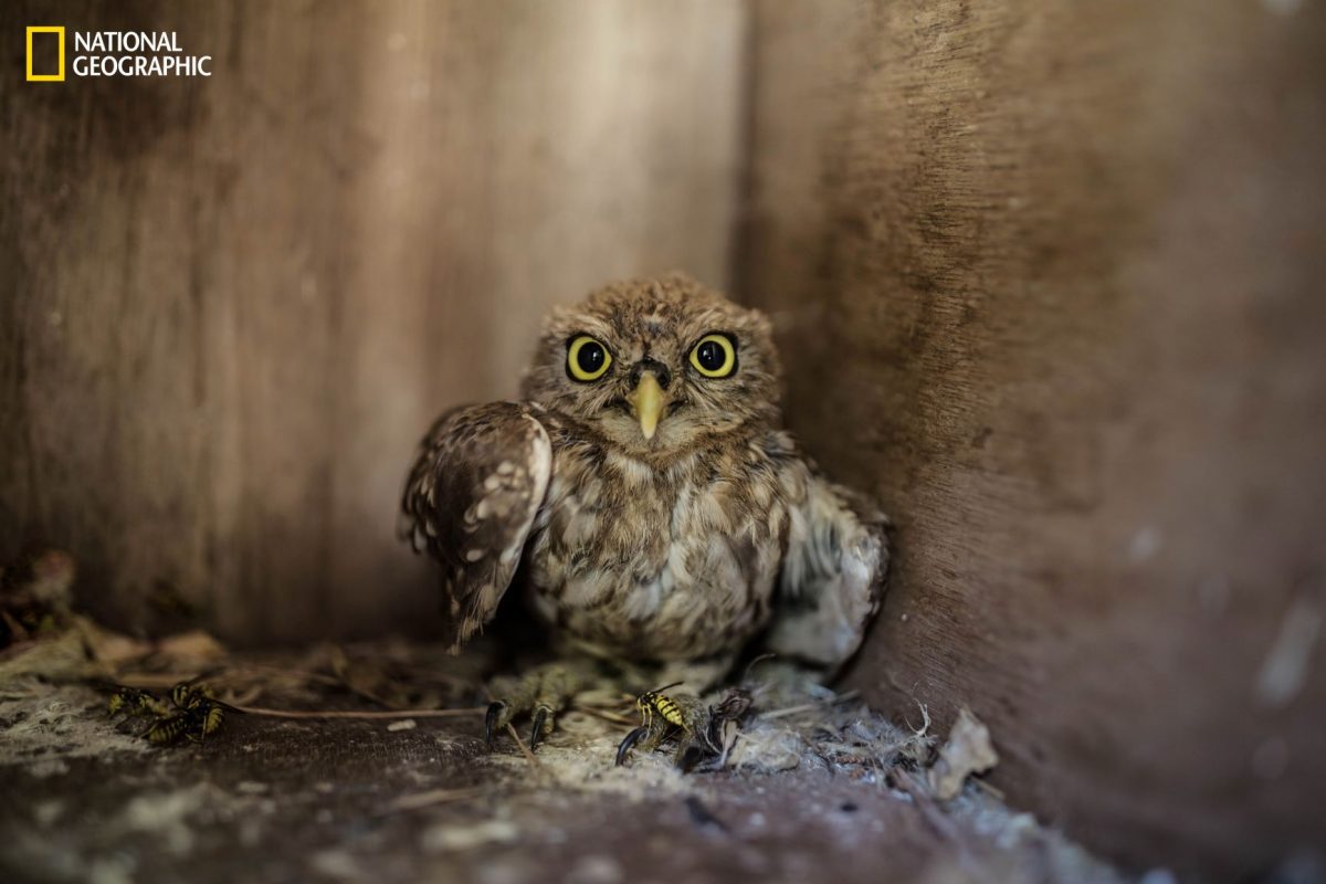 นกเค้าเล็ก, ผู้ลี้ภัย