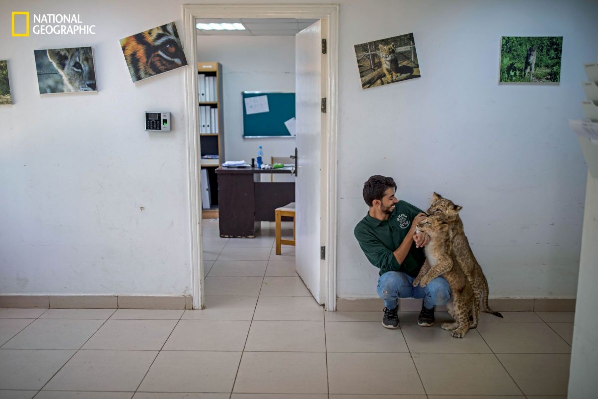 ลูกสิงโตแอฟริกา, ผู้ลี้ภัย